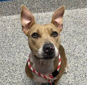 Esther -  Pit Bull Terrier Dog for Adoption in Golden, Colorado - Esther | PetCurious