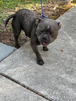 ONYX -  English Bulldog Dog for Adoption in Doral, Florida - ONYX | PetCurious