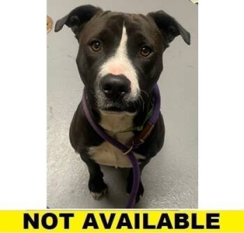Rescue Pit Bull Terrier and Mixed Breed Dogs for Adoption in Eugene, Oregon - Perkins | PetCurious