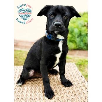 Sesame Litter-Seaweed Flake -  French Bulldog and Pug Dog for Adoption in Inglewood, California - Sesame Litter-Seaweed Flake | PetCurious