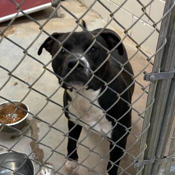 Homer 052607U -  Terrier and Mixed Breed Dog for Adoption in Tupelo, Mississippi - Homer 052607U | PetCurious