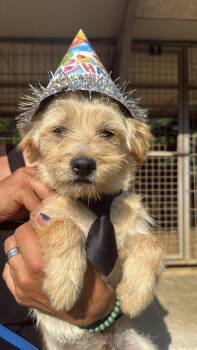 White -  Norwich Terrier Dog for Adoption in Shrewsbury, Massachusetts - White | PetCurious