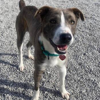 Rescue Labrador Retriever Dogs for Adoption in St. Peters, Missouri - Colby | PetCurious