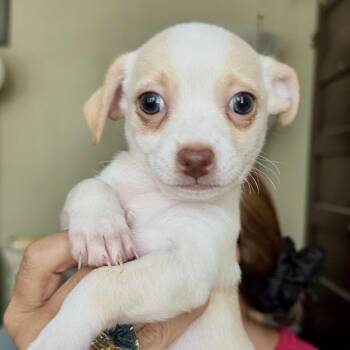 Olive -  Terrier and Chihuahua Dog for Adoption in Sonoma, California - Olive | PetCurious