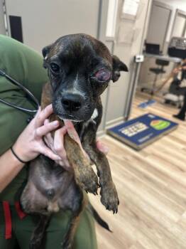 Cookie -  Boston Terrier and Terrier Dog for Adoption in Valley Park, Oklahoma - Cookie | PetCurious