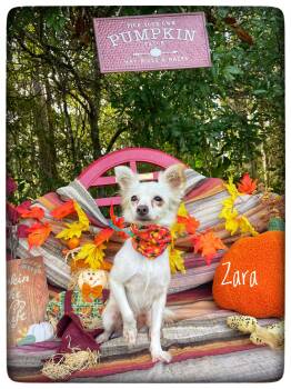 Zara -  Pomeranian and Chihuahua Dog for Adoption in Sebring, Florida - Zara | PetCurious