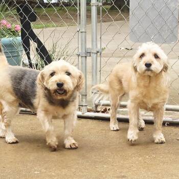 Sasha (and Trixie) -  Yorkshire Terrier Dog for Adoption in Athens, Alabama - Sasha (and Trixie) | PetCurious