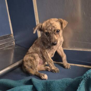 Brenda -  Chihuahua Dog for Adoption in Yuma, Arizona - Brenda | PetCurious