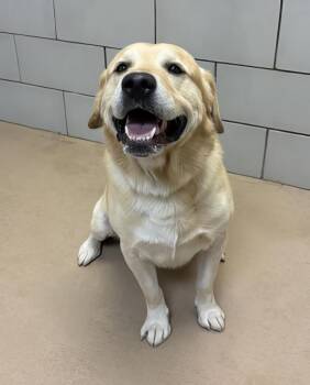 Nash -  Mixed Breed Dog for Adoption in Nashville, Tennessee - Nash | PetCurious