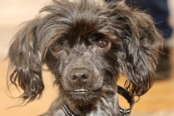 Havanese Dogs Available for Adoption - Romeo | PetCurious