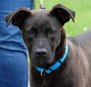 Shepherd and Belgian Shepherd Malinois Dogs Available for Adoption in Millfield, Ohio - Eric | PetCurious