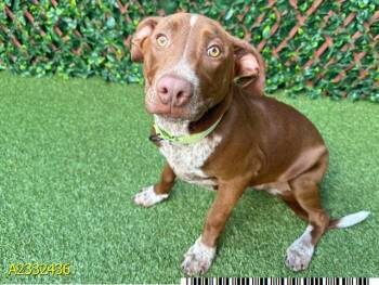 Mixed Breed Dogs Available for Adoption in West Palm Beach, Florida - LANDON | PetCurious