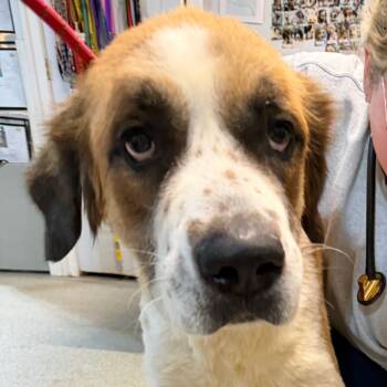Rescue Saint Bernard Dogs for Adoption in West Chester, Pennsylvania - Izzy | PetCurious