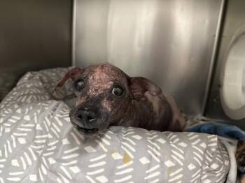 ANNIE -  Poodle and Mixed Breed Dog for Adoption in Thousand Palms, California - ANNIE | PetCurious