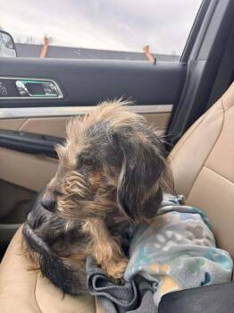 Terrier Dogs Available for Adoption - Monkey-Bread | PetCurious