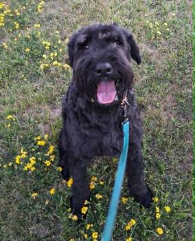 Sprout (FKA Millie (23-104 D) -  Schnauzer Dog for Adoption in Lansing, Michigan - Sprout (FKA Millie (23-104 D) | PetCurious