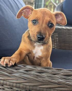 Australian Cattle Dog Blue Heeler and Pit Bull Terrier Dogs Available for Adoption in Shawnee, Oklahoma - Little Red Riding Hood | PetCurious