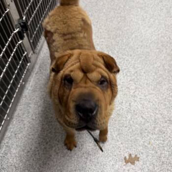Chichi -  Shar Pei Dog for Adoption in Grand Rapids, Michigan - Chichi | PetCurious