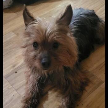 Bodie -  Yorkshire Terrier Dog for Adoption in Melbourne, Kentucky - Bodie | PetCurious