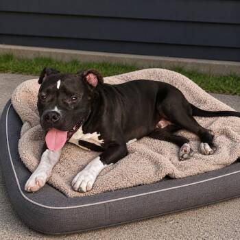 Bear -  Pit Bull Terrier and Mixed Breed Dog for Adoption in Houston, Texas - Bear | PetCurious