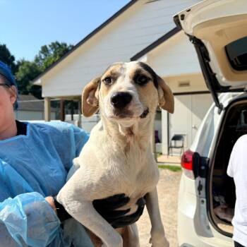 BEAR 4093 -  Mixed Breed and None Dog for Adoption in Loxahatchee Groves, Florida - BEAR 4093 | PetCurious