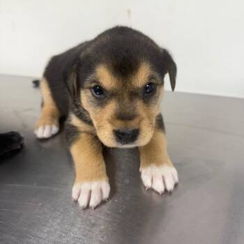 Sissy Belle -  Shepherd Dog for Adoption in Parrish, Alabama - Sissy Belle | PetCurious