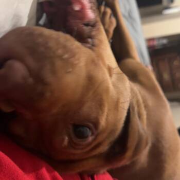 Buddy -  Vizsla and Mixed Breed Dog for Adoption in Saratoga Springs, New York - Buddy | PetCurious