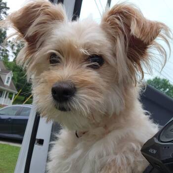 Golden -  Maltese Dog for Adoption in Birmingham, Alabama - Golden | PetCurious