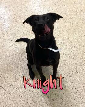 Knight -  Black Labrador Retriever Dog for Adoption in Muncie, Indiana - Knight | PetCurious