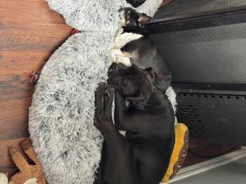 Rescue Cane Corso Dogs for Adoption in Milton, Ontario - Vi | PetCurious