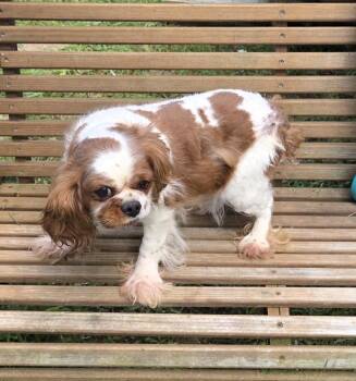 Super sweet -  Cavalier King Charles Spaniel Dog Available for Adoption in Woodsfield, Ohio - Super Sweet | PetCurious