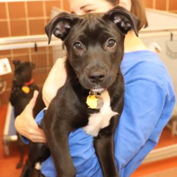 Mixed Breed Dogs Available for Adoption - Gerald | PetCurious