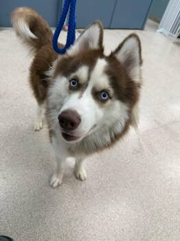 Moesby -  Husky Dog for Adoption in Teterboro, New Jersey - Moesby | PetCurious