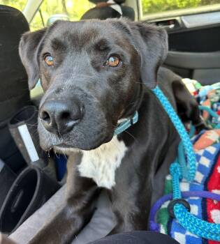 Rocky -  Brittany Spaniel and Boxer Dog for Adoption in Rockaway, New Jersey - Rocky | PetCurious
