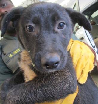 Rescue Shepherd Dogs for Adoption in Marietta, Georgia - Chandler (303) | PetCurious