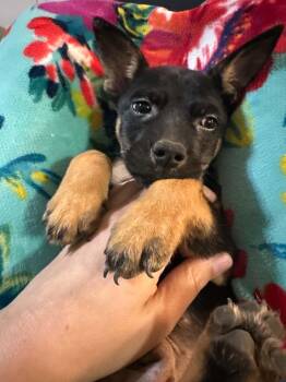 Diesel (Erin-fostered in TN) -  Rottweiler and Chihuahua Dog Available for Adoption in Brighton, Tennessee - Diesel (Erin-fostered In TN) | PetCurious