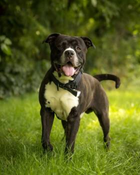 SULLEY (0130) -  American Bully Dog for Adoption in Bridgeport, Connecticut - SULLEY (0130) | PetCurious