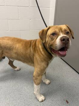 NICO -  Pit Bull Terrier Dog for Adoption in Indianapolis, Indiana - NICO | PetCurious