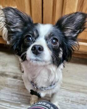 Chihuahua Dogs Available for Adoption - Daisy | PetCurious