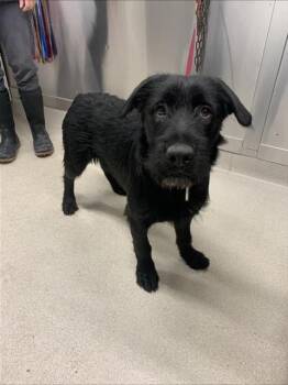 Airedale Terrier and Mixed Breed Dogs Available for Adoption in Fairbanks, Alaska - ALLY | PetCurious
