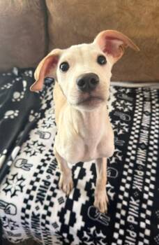 Chihuahua Dogs Available for Adoption in Vancouver, Washington - Taco | PetCurious