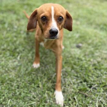 Ducky -  Mixed Breed Dog for Adoption in Keaau, Hawaii - Ducky | PetCurious