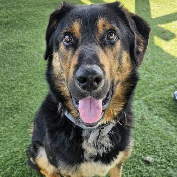 Buddy -  Shepherd Dog for Adoption in Sparta, Wisconsin - Buddy | PetCurious