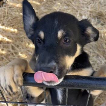Rescue Mixed Breed Dogs for Adoption in Moab, Utah - Cookie Dough | PetCurious