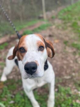 Rescue Coonhound Dogs for Adoption in Russellville, Kentucky - Sweet Potato | PetCurious