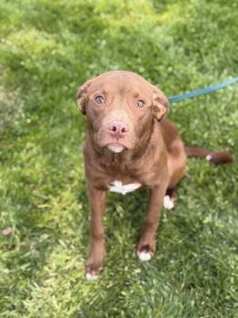 Labrador Retriever Dogs Available for Adoption in Lancaster, Ohio - Marathon | PetCurious