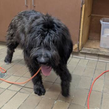 Janie -  Poodle Dog for Adoption in Birmingham, Alabama - Janie | PetCurious