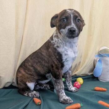 Mixed Breed Dogs Available for Adoption - Backstreet Boy | PetCurious