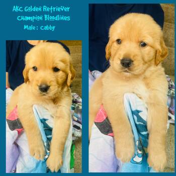 Cabby -  Golden Retriever Dog for Sale in Houston, Texas - Cabby | PetCurious