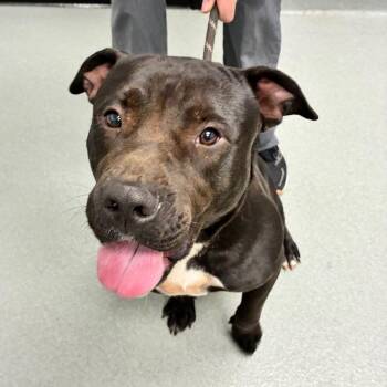 Woofgang -  Pit Bull Terrier and Mixed Breed Dog for Adoption in Abilene, Texas - Woofgang | PetCurious